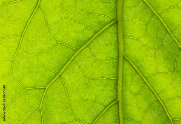 Obraz Green leaf background