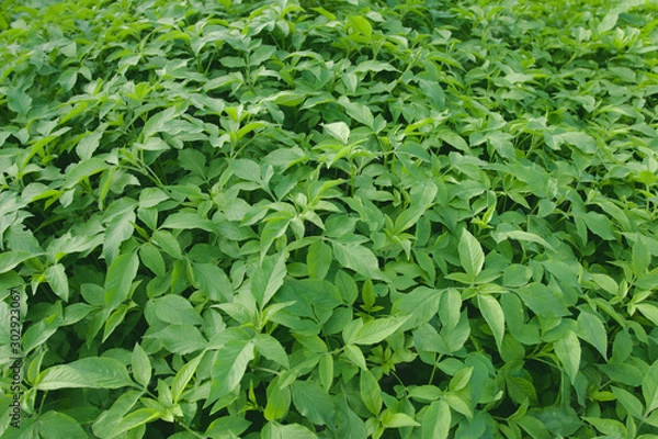 Fototapeta Top view, many small trees in nature , Natural background