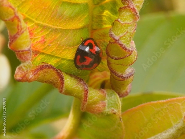 Obraz ladybird on leaf