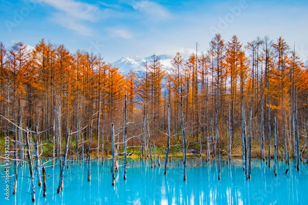 Fototapeta 初冬青池