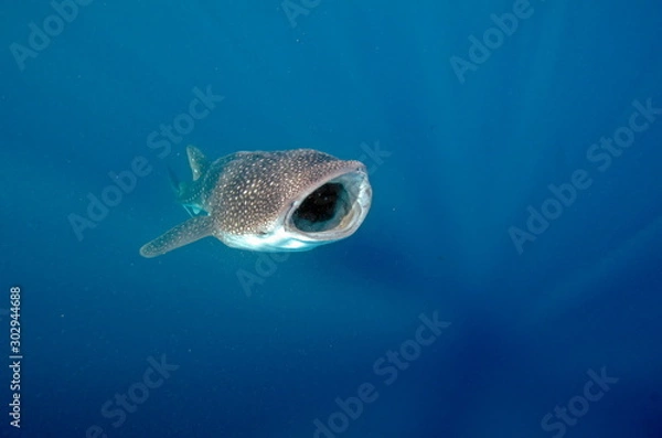 Obraz requin baleine