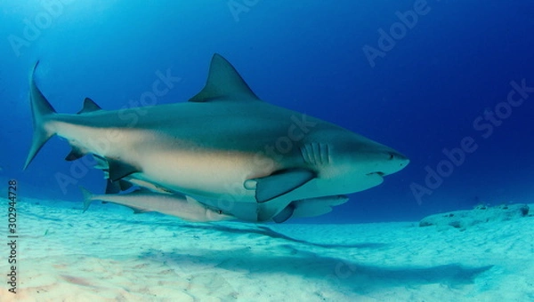 Obraz requin bouledogue