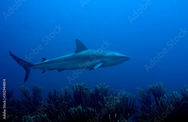 Obraz requin des caraibes