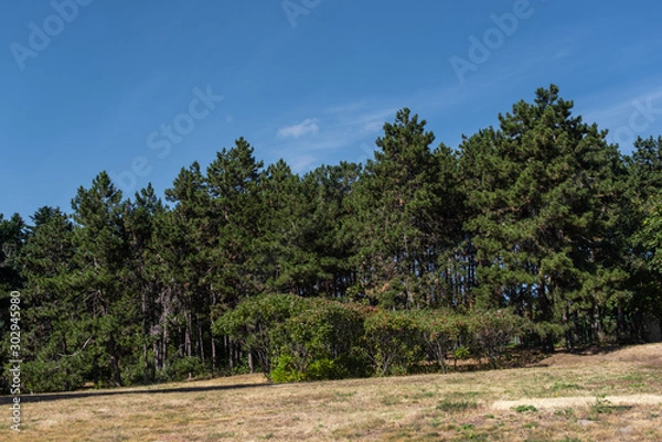 Fototapeta Fir trees on grass in park with blue sky at background