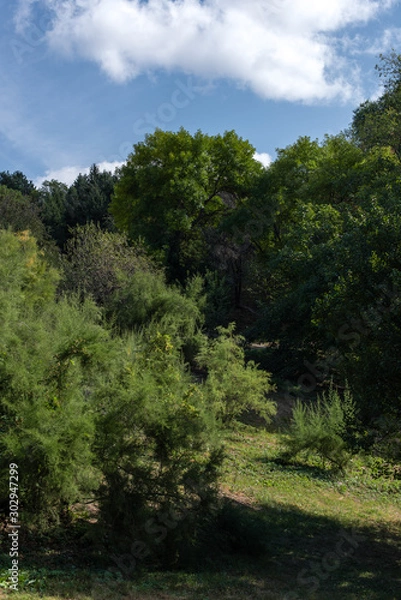 Fototapeta Green trees and lawn with blue sky at background