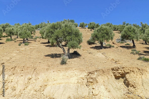 Fototapeta Field of olive trees on a little hill with very dry soil in the North of Morocco at beautiful weather with blue sky