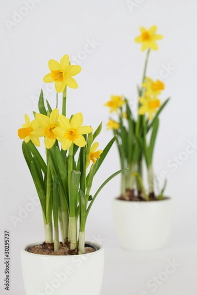 Fototapeta Narzissen