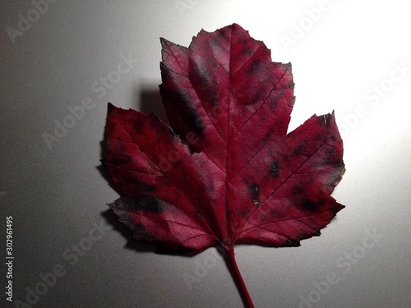 Fototapeta Leaf