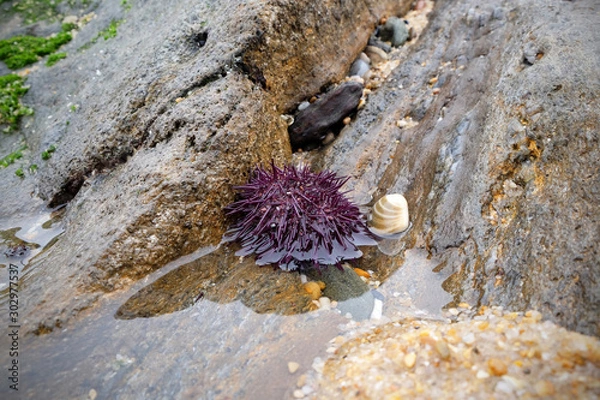 Obraz The sea urchin on the shore between the stones is a danger to the bare feet of tourists.
