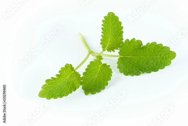 Obraz lemon balm
