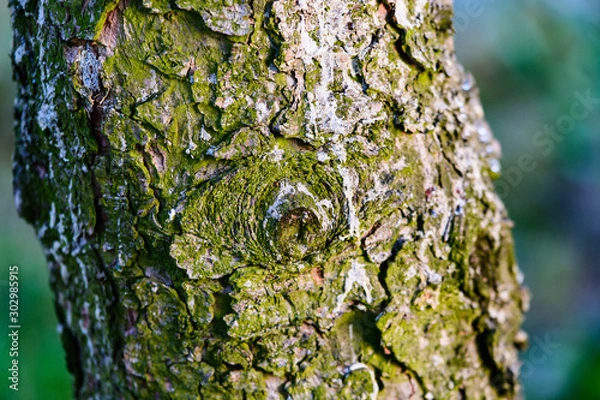 Obraz Tree bark