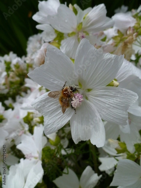 Obraz white flower with bumble bee