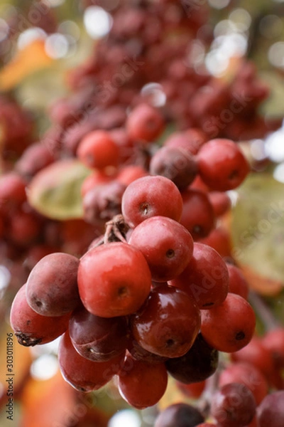 Obraz Beautiful fall berries