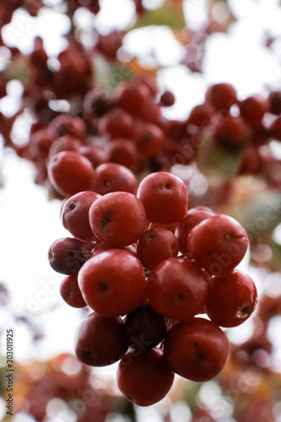 Obraz Beautiful fall Berries
