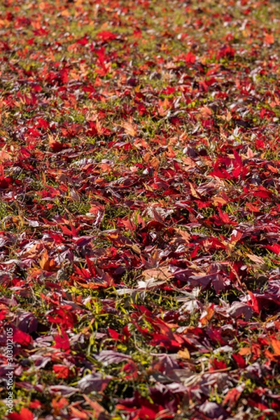 Obraz Leaves on the Grass