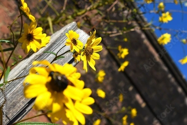 Obraz Sunflower Lunch