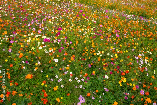 Fototapeta コスモス畑　満開