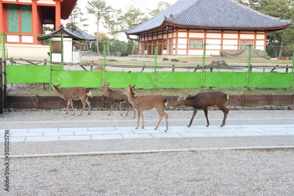 Fototapeta 奈良公園　日本