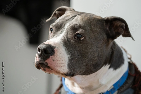 Fototapeta adult pitbull is listening to your training commands