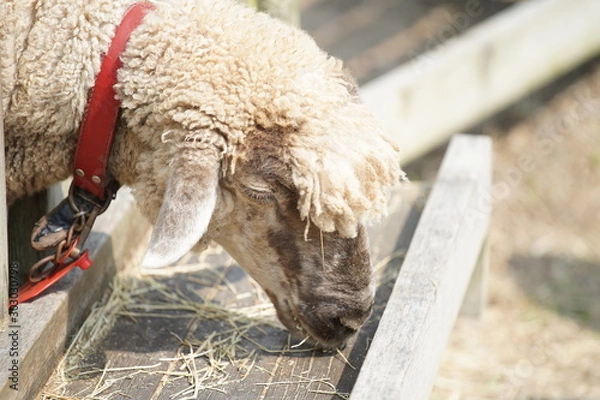 Fototapeta 腹へった...