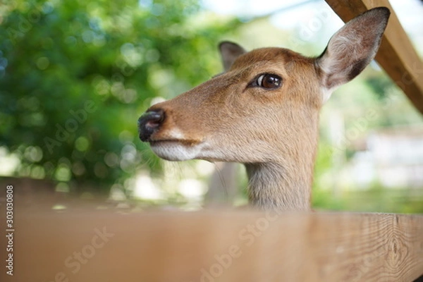 Fototapeta じろじろ