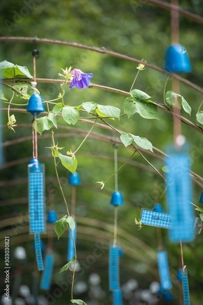 Fototapeta 風鈴　夏