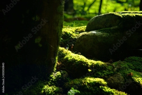 Fototapeta 苔　緑　風景