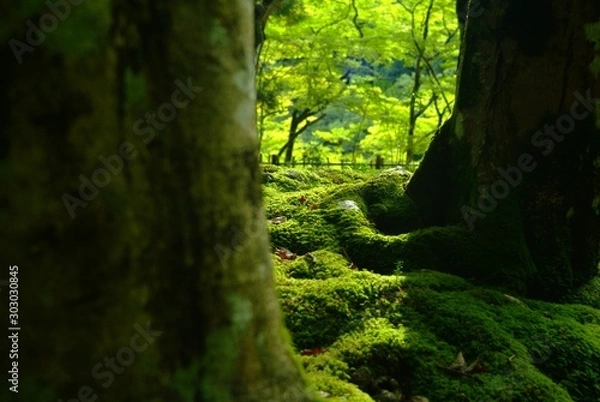 Fototapeta 苔　緑　自然