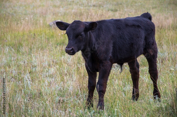 Obraz Black Angus Cow Calf