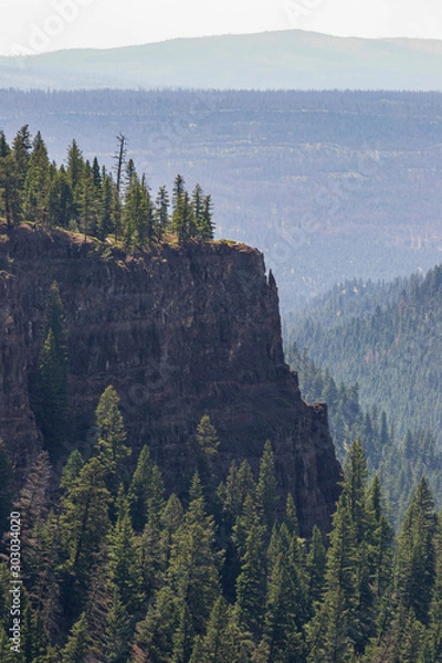 Obraz Chasm Canyon Pine Forest