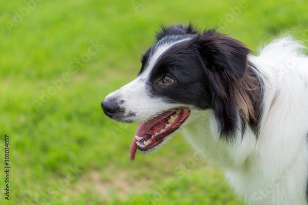 Fototapeta ボーダーコリー　花　草原　緑　犬