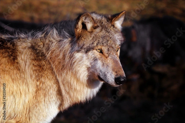 Obraz wolf facing the wind