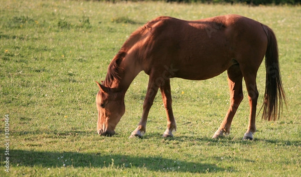 Obraz cheval dans la prairie