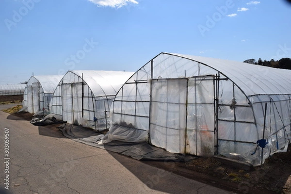 Obraz ビニールハウス栽培