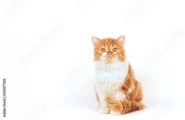Obraz Fluffy ginger kitten sits on a white background.