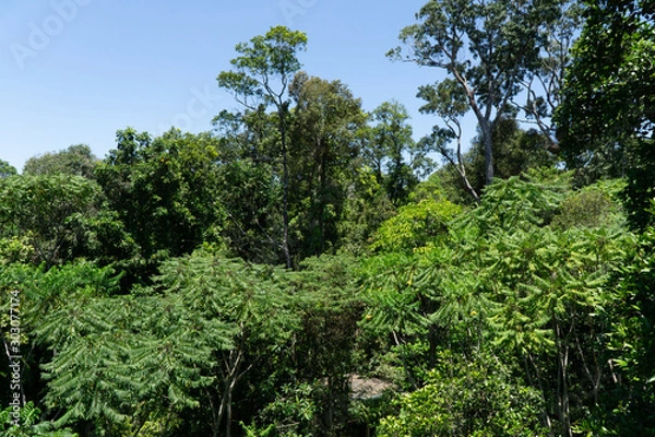 Fototapeta a view of the green rainforest in the north of Australia