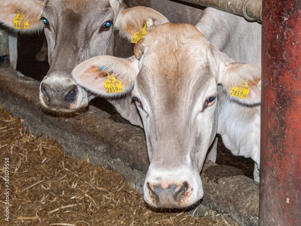 Obraz cow on the farm