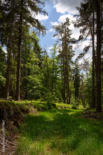 Obraz Pine forest with grassed path