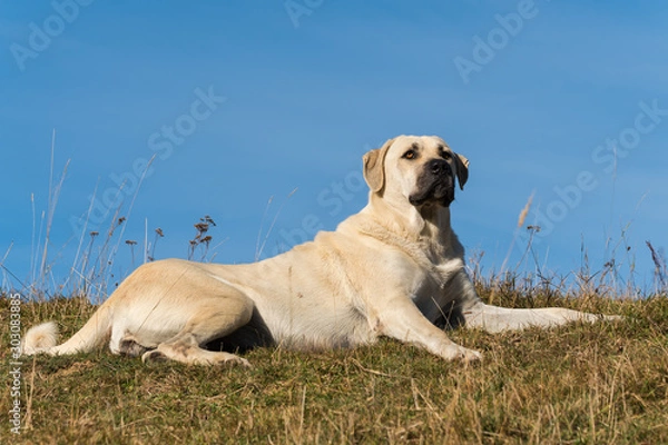 Obraz A Beautiful Female Dog Resting in the Grass on a Sunny Autumn Day