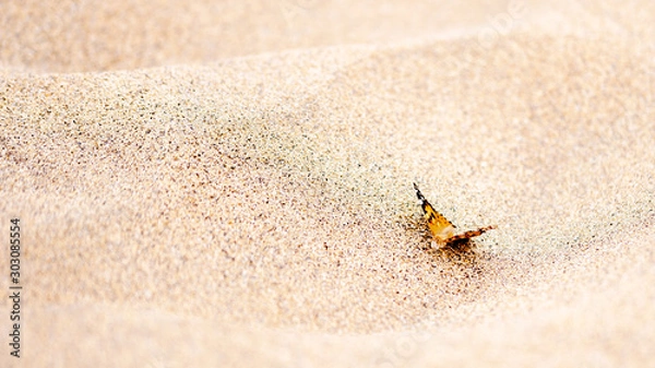 Fototapeta Butterfly over de sand