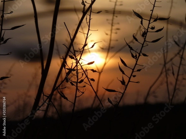 Obraz dry rape plant in the sunset