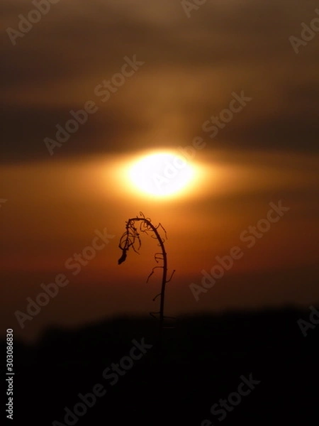 Obraz dry rape plant in the sunset