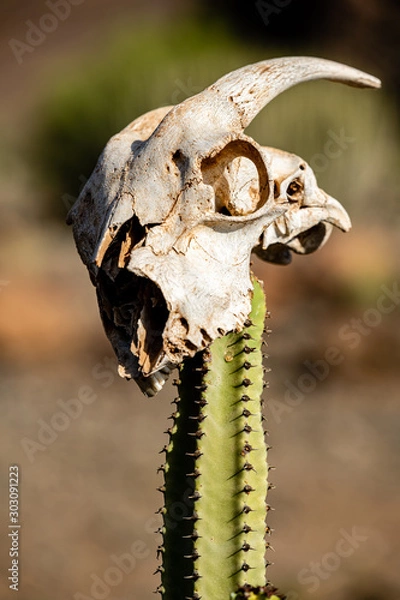 Obraz skulls on tree