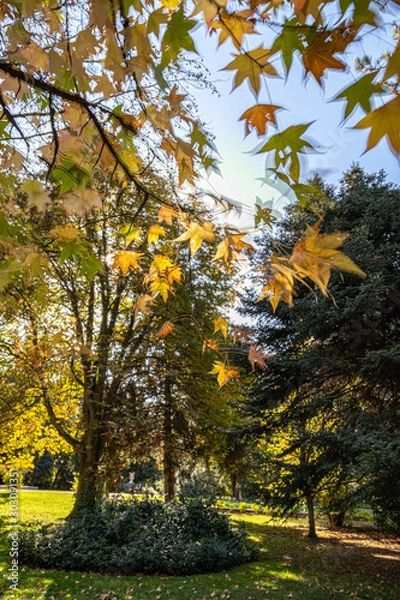 Obraz background autumn in the park