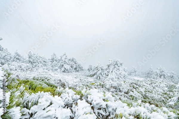 Fototapeta white flowers in snow