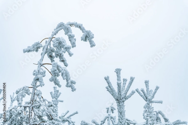Fototapeta frost pine