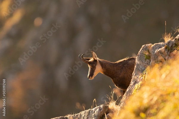 Fototapeta portrait de chamois