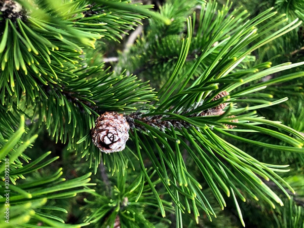 Fototapeta Green pine tree and pine cones.