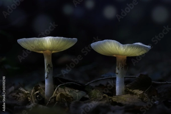 Obraz Champignons magiques