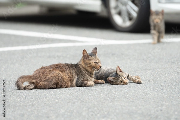 Fototapeta Street cute little kitty grey colour turtle is sitting on the pavement near the house and watches the street portrait of a striped cat. Hungry stray cat. Copyspace.